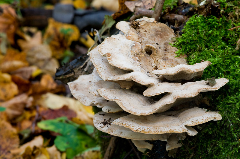 Bjerkandera fumosa